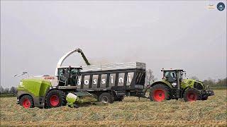 Claas / Jaguar 960 (494) & 3 Axion 830 + Bossini / Agromeccanica Rocchi - Trinciatura loietto 2023