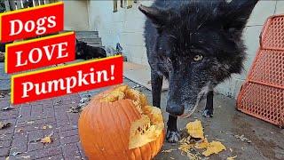 Most Dogs LOVE Pumpkin - Fun Pack Feeding!