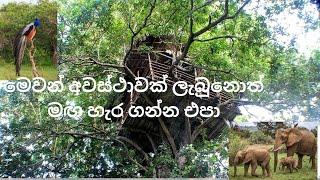 ගමක අසිරිය|හේන් ගොවිතැන | Henak|village life| farming| agriculture|organic|treehouses|හේනක පැලක්