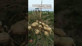 நிலக்கடலை அறுவடை Groundnut Harvest @ Sathankulam, Tuticorin #organicgroundnut#organicgroundnutoil