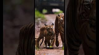 ️ The Last Roar‼️Sumatran Tigers on the Brink  #animalfacts #animalshorts #tiger