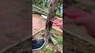 Great bonsai bending for Podocarpus trees