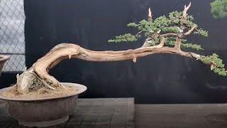 How to bend a bonsai - great bonsai bending skills #88