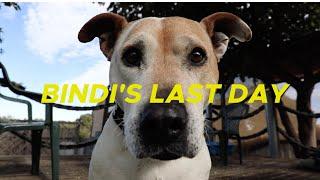 Bindi's last day | RSPCA South Australia