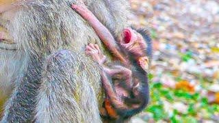 The newborn baby monkey is still weak and tries to hug. Why does Mom do this?