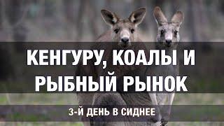 Кенгуру, коалы и рыбный рынок. Сидней, день 3