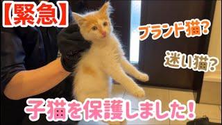 ペットショップから逃亡！？綺麗すぎる子猫を保護しました。