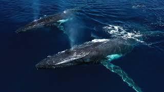 Croisière baleines 2024 Enjoy Diving