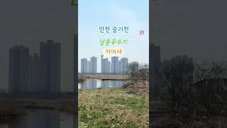 인천 남동유수지  천연기념물 저어새 서식지(자연과 문명의 공존)