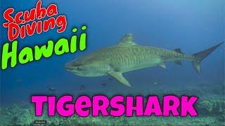 Tigersharks - Scuba Diving Hawaii | Kona Honu Divers