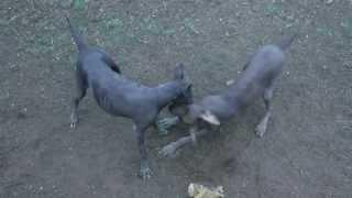 Xolo ~ Mexican Hairless ~  Dogs Playing ~ Xoloitzcuintli