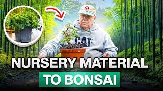 How to make a bonsai from nursery material