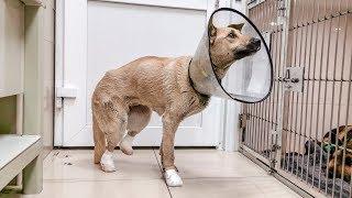 Собака застряла в разводной стрелке на жд путях Нужно помочь animal shelter saves the dog