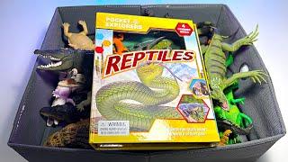 Reptiles Collection - Crocodiles, Chameleon, Komodo Dragon, Bearded Dragon, Alligator, Caiman