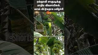 Sivaganga | Rasthali Banana | Farmers | Sun News