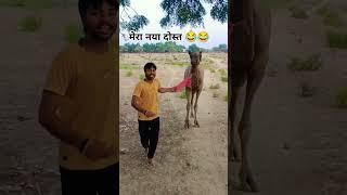 camel my friend #camel |Ashish Vishwakarma #shortvideo #shorts