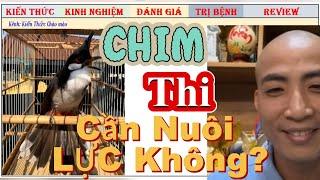Chim Chào mào Thi và Chim Cafe có nên nuôi toàn thời gian trong lồng Lực không?