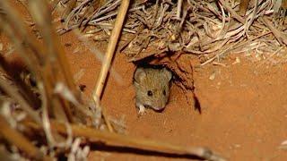 Mouse control | Practical information for grain growers