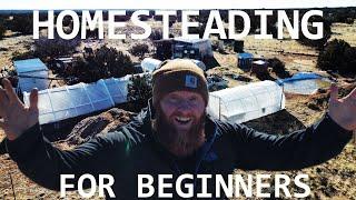 Homesteading how to get started