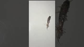 SILVERFISH vs SPIDER in my shower tray. #dublin #fauna #silverfish #spider