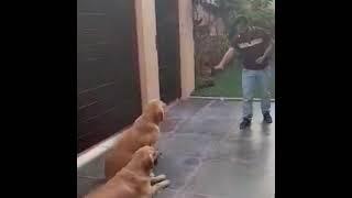 golden retriever Basic obedience training kARACHI k9