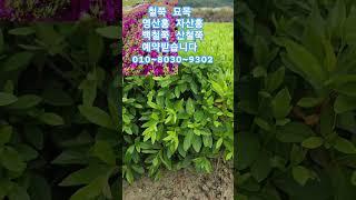 철쭉 묘목 최소1천주부터 예약받습니다 #나무 #garden #나무심기 #베니 #연산홍 #자산홍 #백철쭉 #산철쭉