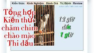 Tổng hợp kiến thức chăm chim Chào mào Thi đấu hoặc chim đi giàn