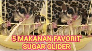 5 MAKANAN FAVORIT SUGAR GLIDER