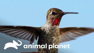 Beija-flores e a sua habilidade de voar em marcha ré | O Incrível Mundo Animal | Animal Planet