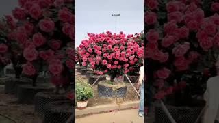 Beautiful rose tree (10/6)