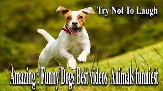 just for laugh ..amazing funny Dogs . animals funniest ..  best video 2022