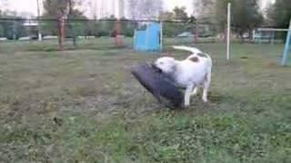 AMERICAN BULLDOG DOMINANTA BULL ILONA
