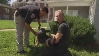 O'FallonTV: K9 Officers | O'Fallon, Missouri