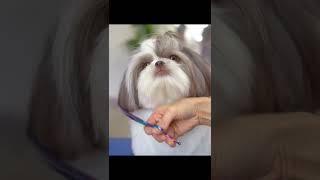 SHIHTZU,  GROOMING ️️