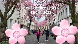 CHERRY BLOSSOM IN BONN 2023