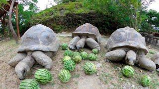 【迫力】迫りくるカメたち。スイカを大量に食す【ASMR】Giant tortoise eat thinned watermelon