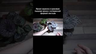 Бегония рекс Волшебные цвета (Begonia rex Magic Colours)