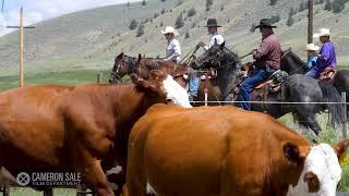 July 2024 - Leadville, Colorado Cattle Herding | 4K