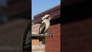 Kookaburra reacts to his recorded call