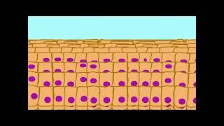 Keratinocytes Life Cycle