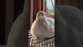 My Pet Seagull Bit My Finger... AGAIN!