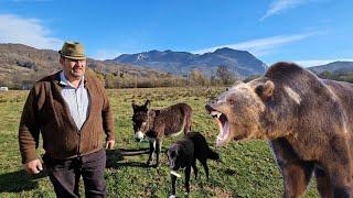 KANGAL CURAJOS,OMORAT DE URS,LA STANA LUI CORNEL CHITU,IN MUNTII BUCEGI.DOMNUL CORNEL NE POVESTESTE.