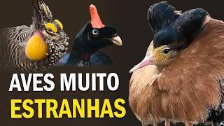 TOP 12 AVES mais ESTRANHAS do mundo # 2 | Planeta Aves