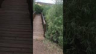 7/25/23 a trail hike with a bridge and thick vegetation Arizona #video #desert #arizona #nature