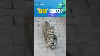 [세계속으로] '묘생' 2회차? #채널A #shorts #김진의돌직구쇼 #고양이 #동물병원