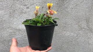 Helen's slipper orchid season is in full bloom | Grow helen's slipper orchids at home