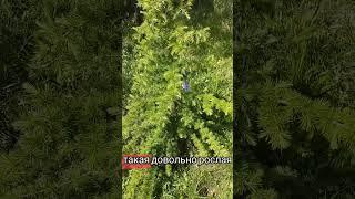 Лиственница в подарок.