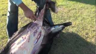 How to Cape and Quarter a Big Wild Boar Hog