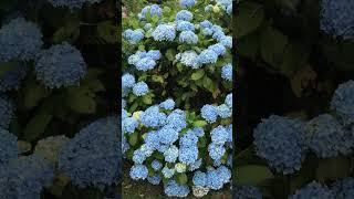 Hydrangea ‘little blue’