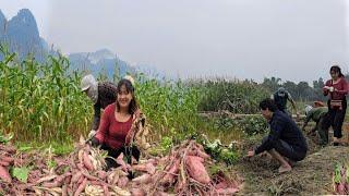 Harvesting a lot of sweet potatoes to sell, daily life of giang nga.